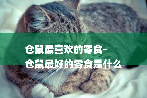 倉鼠最喜歡的零食-
倉鼠最好的零食是什么