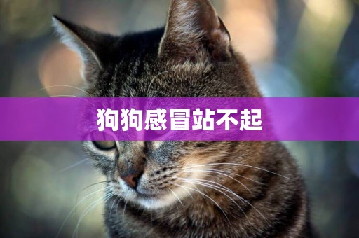 狗狗感冒站不起