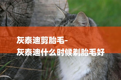 灰泰迪剪胎毛-
灰泰迪什么時候剃胎毛好