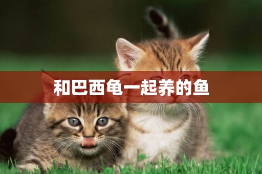 和巴西龜一起養的魚