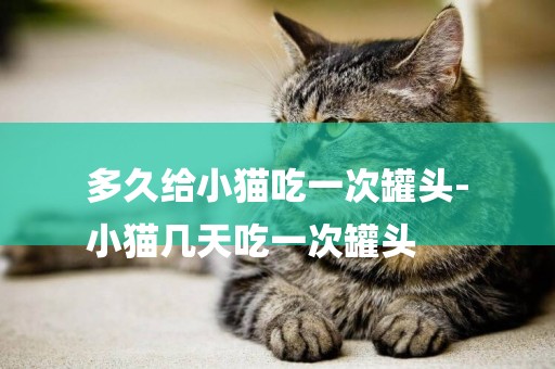 多久給小貓吃一次罐頭-
小貓幾天吃一次罐頭