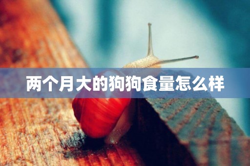 兩個月大的狗狗食量怎么樣