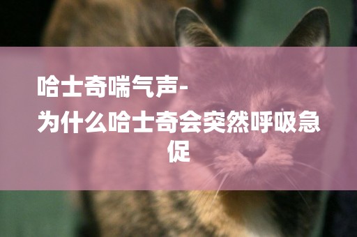 哈士奇喘氣聲-
為什么哈士奇會突然呼吸急促