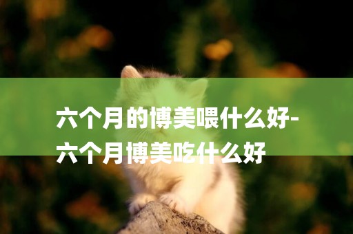 六個月的博美喂什么好-
六個月博美吃什么好