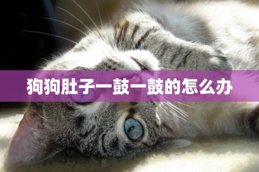 狗狗肚子一鼓一鼓的怎么辦