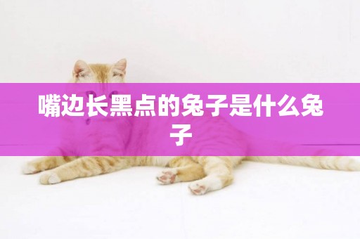 嘴邊長黑點的兔子是什么兔子