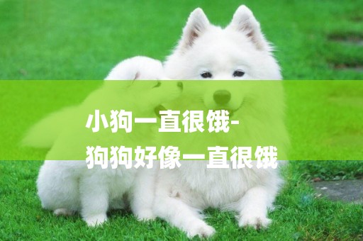 小狗一直很餓-
狗狗好像一直很餓