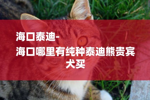 海口泰迪-
海口哪里有純種泰迪熊貴賓犬買
