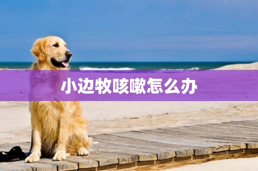小邊牧咳嗽怎么辦