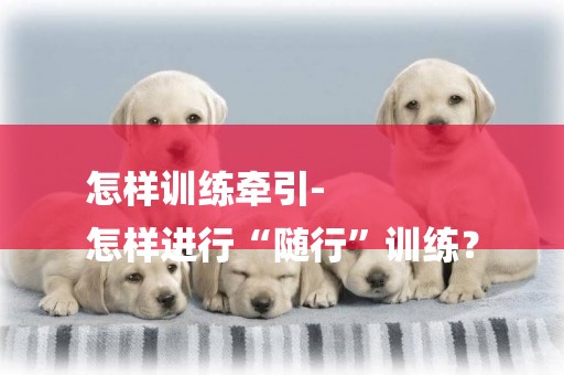 怎樣訓練牽引-
怎樣進行“隨行”訓練？