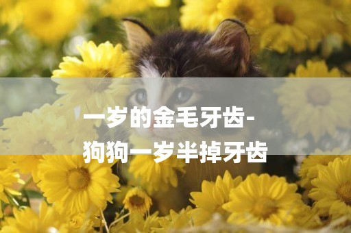 一歲的金毛牙齒-
狗狗一歲半掉牙齒