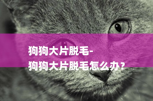 狗狗大片脫毛-
狗狗大片脫毛怎么辦？