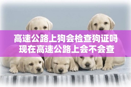 高速公路上狗會檢查狗證嗎 現在高速公路上會不會查狗