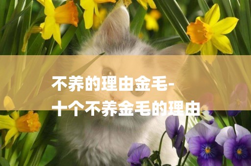 不養的理由金毛-
十個不養金毛的理由