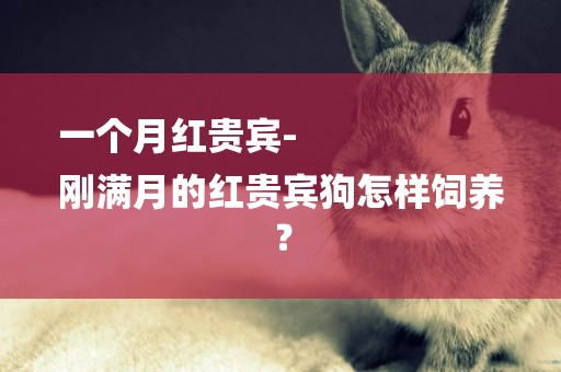 一個月紅貴賓-
剛滿月的紅貴賓狗怎樣飼養？