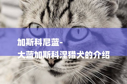 加斯科尼藍-
大藍加斯科涅獵犬的介紹