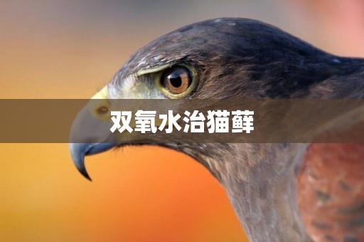 雙氧水治貓蘚