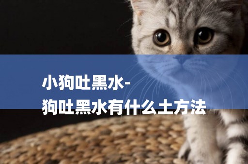 小狗吐黑水-
狗吐黑水有什么土方法