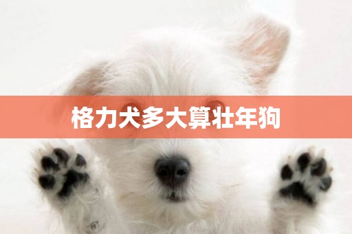 格力犬多大算壯年狗