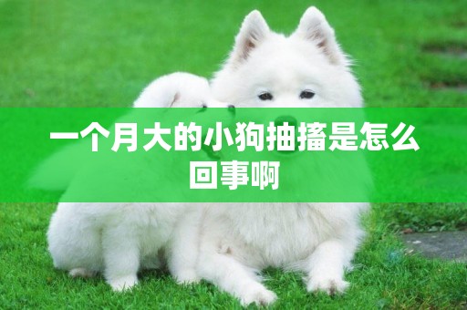 一個月大的小狗抽搐是怎么回事啊