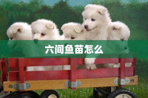 六間魚苗怎么