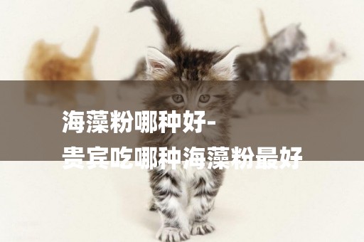海藻粉哪種好-
貴賓吃哪種海藻粉最好