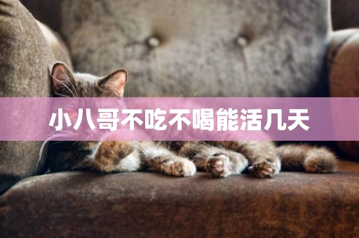 小八哥不吃不喝能活幾天