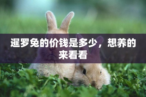 暹羅兔的價錢是多少,想養的來看看 暹羅兔的價錢是多少,想養的來看看