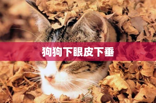 狗狗下眼皮下垂