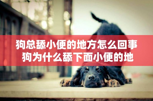 狗總舔小便的地方怎么回事 狗為什么舔下面小便的地方