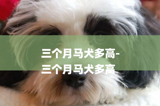 三個月馬犬多高-
三個月馬犬多高