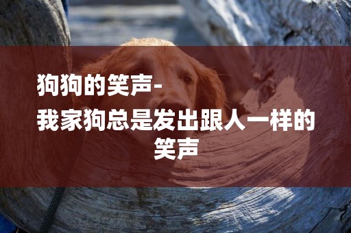 狗狗的笑聲-
我家狗總是發出跟人一樣的笑聲