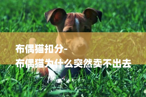 布偶貓扣分-
布偶貓為什么突然賣不出去