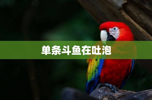 單條斗魚在吐泡