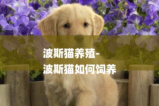 波斯貓養殖-
波斯貓如何飼養