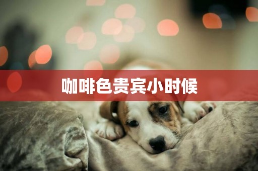 咖啡色貴賓小時候