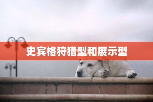 史賓格狩獵型和展示型