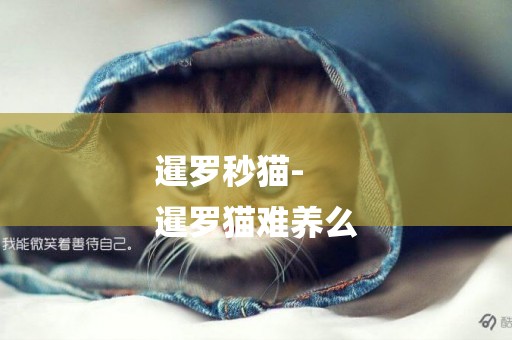 暹羅秒貓-
暹羅貓難養么