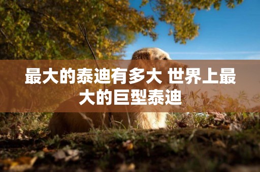 最大的泰迪有多大 世界上最大的巨型泰迪