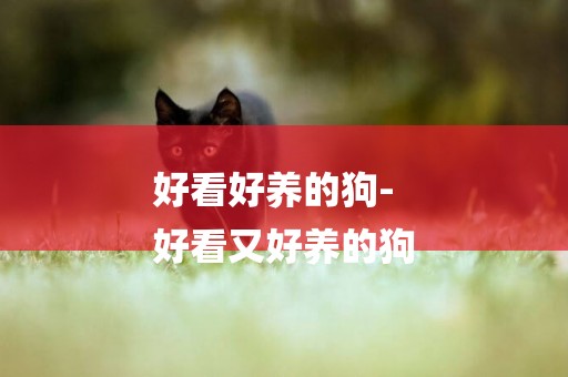 好看好養的狗-
好看又好養的狗