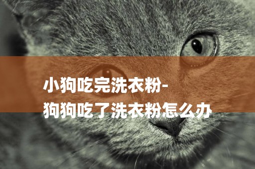 小狗吃完洗衣粉-
狗狗吃了洗衣粉怎么辦