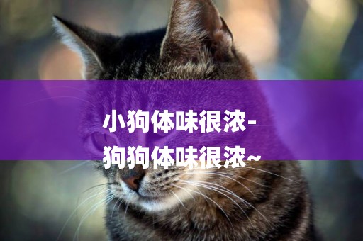 小狗體味很濃-
狗狗體味很濃~