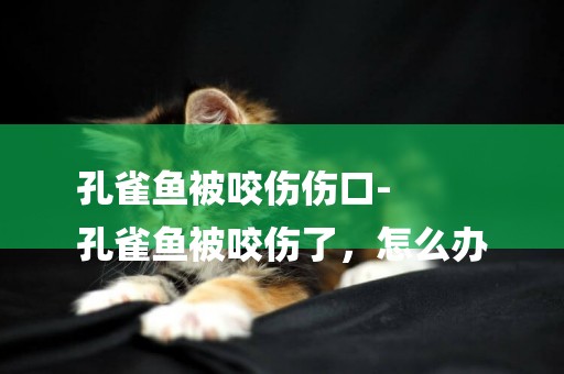 孔雀魚被咬傷傷口-
孔雀魚被咬傷了，怎么辦