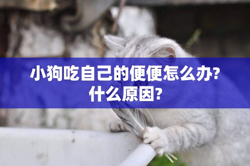 小狗吃自己的便便怎么辦?什么原因?