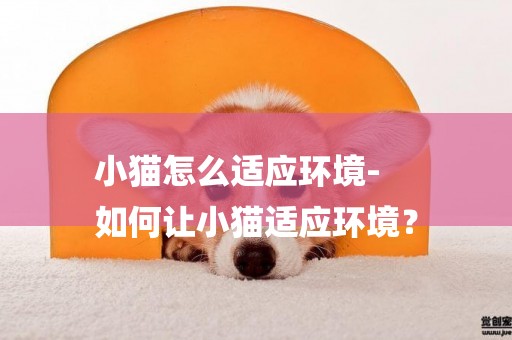 小貓怎么適應環境-
如何讓小貓適應環境？