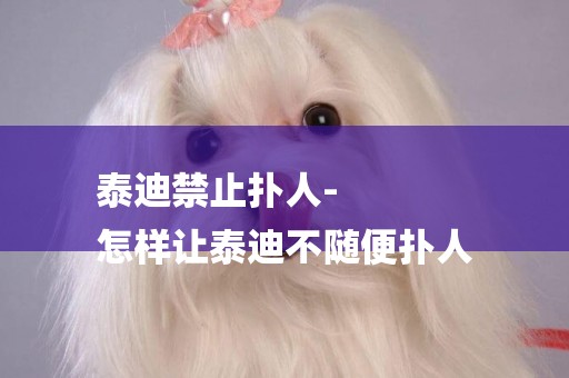 泰迪禁止撲人-
怎樣讓泰迪不隨便撲人
