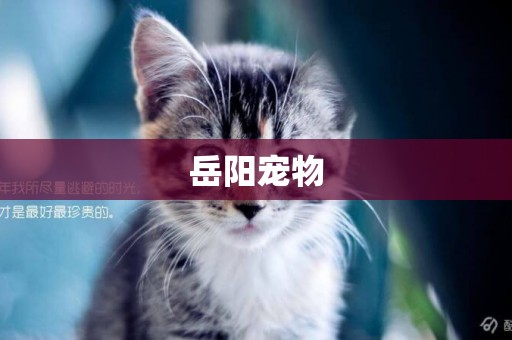 岳陽寵物