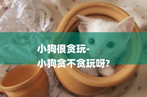 小狗很貪玩-
小狗貪不貪玩呀?