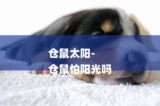 倉鼠太陽-
倉鼠怕陽光嗎