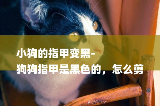 小狗的指甲變黑-
狗狗指甲是黑色的，怎么剪